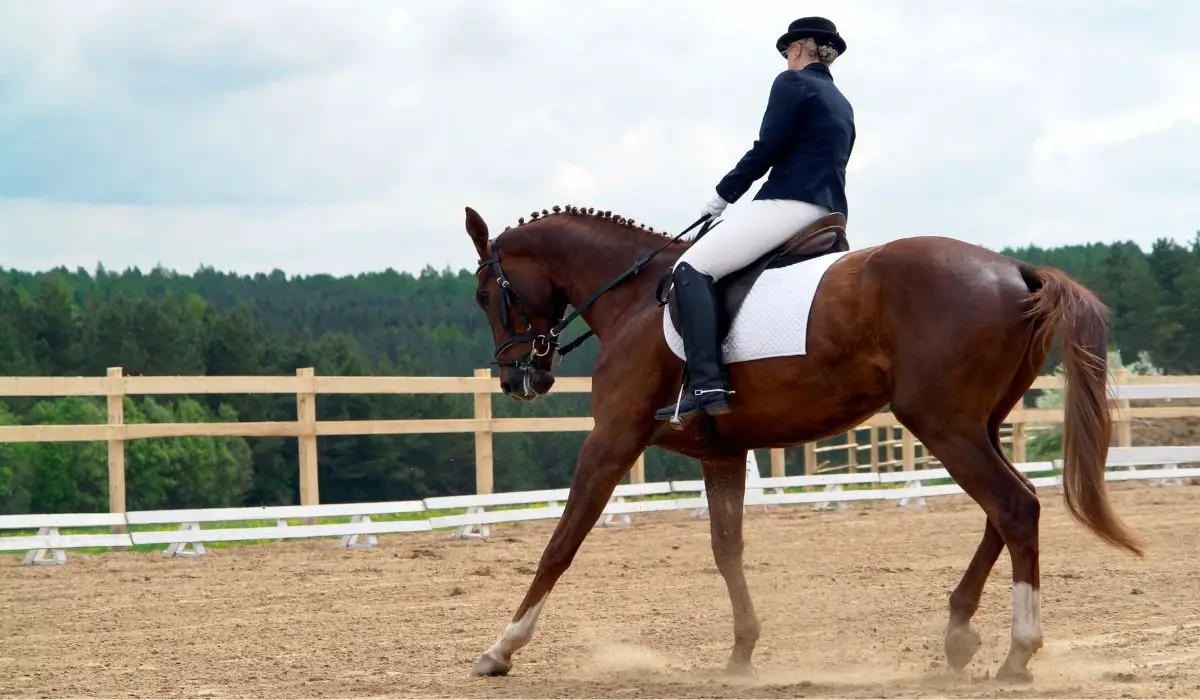 How Much Do Horseback Riding Lessons Cost