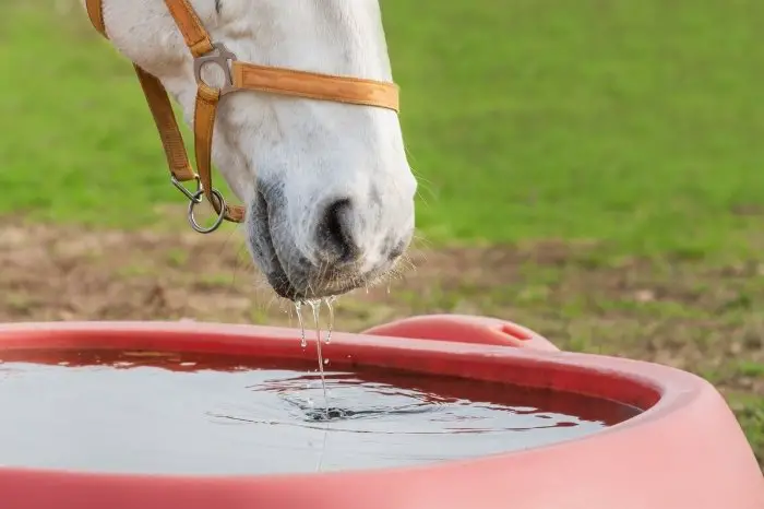 How Much Water Do Horses Drink A Day