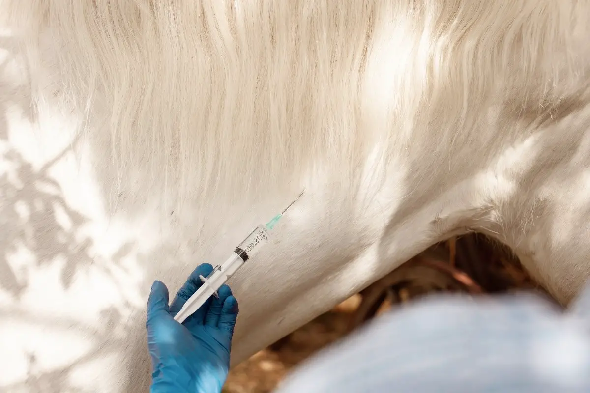 Rabies Vaccine For Horses – Does Your Horse Need It