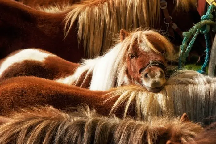What Are Shetland Ponies