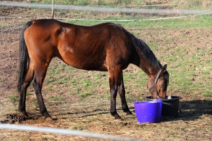 What Causes Weight Loss In Horses - Older Horses