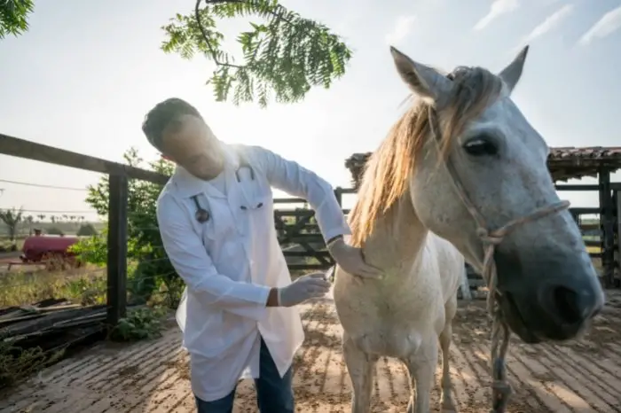 When Is The Best Time To Give A Horse Its Rabies Vaccine
