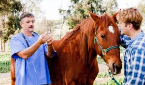 Where To Give A Horse A Shot Explained