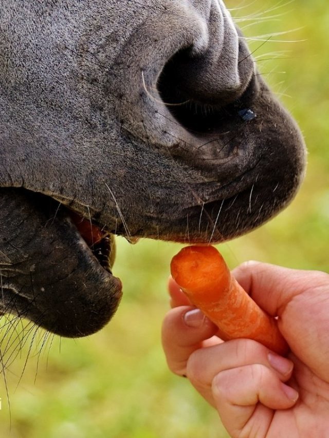 Do Horses Like Carrots?