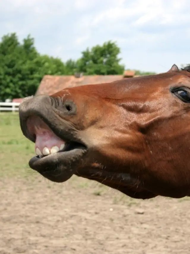 Why Do Horses Whinny?