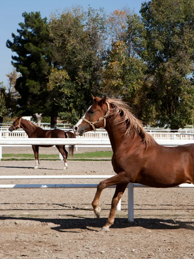 What Breed Of Horse Is Used For Reining?