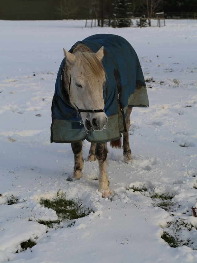 What Happens When A Horse Gets Too Cold?