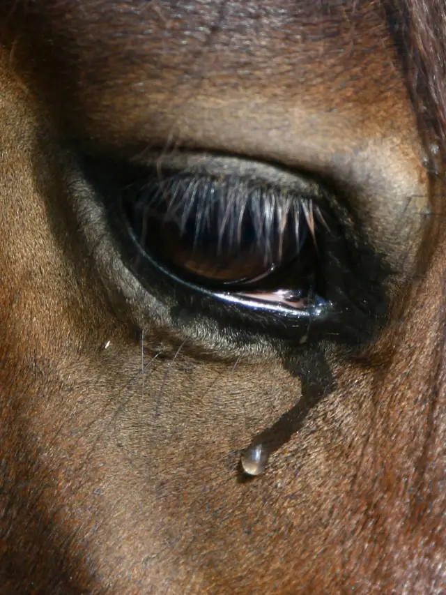 What Do Vets Use To Euthanize Horses?