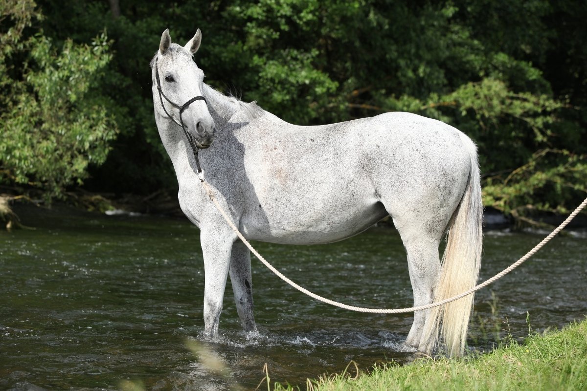 Are Dominant White Thoroughbred Horses Rare