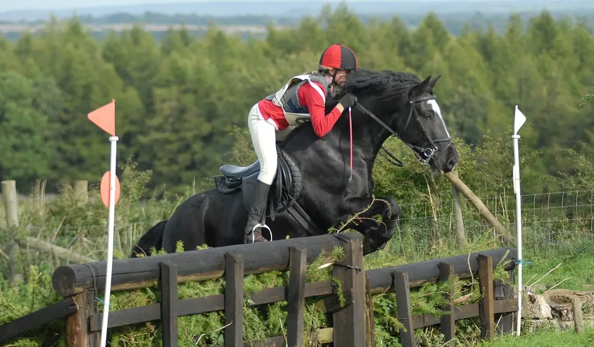 Best Jumping Horses - Top Breeds Revealed