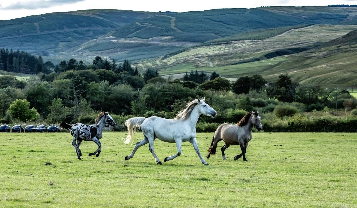 Best Places To Live With Horses Revealed!
