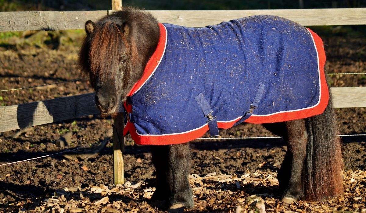 Best Pony Blankets For Winter
