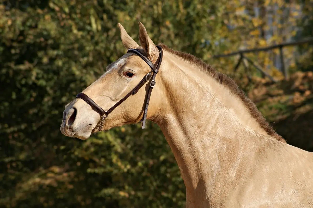 Champagne Colored Horses - How Do You Get This Beautiful Color