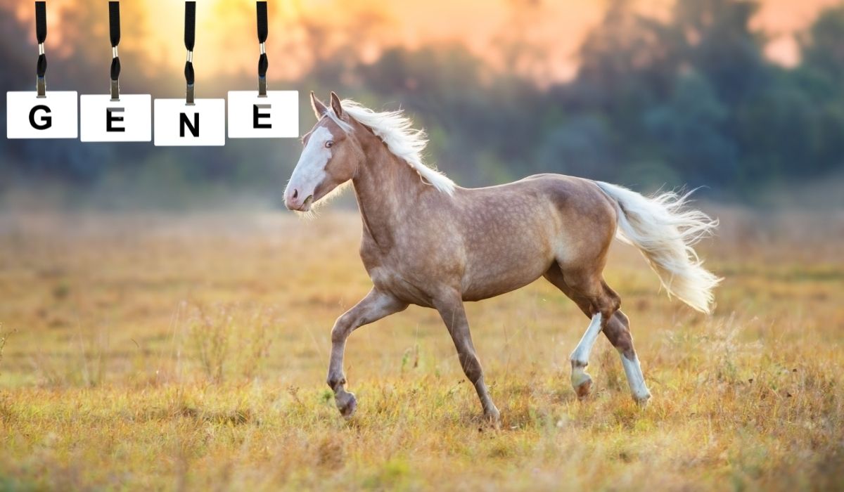 Cream Gene In Horses – What Makes A Horse Cream Colored