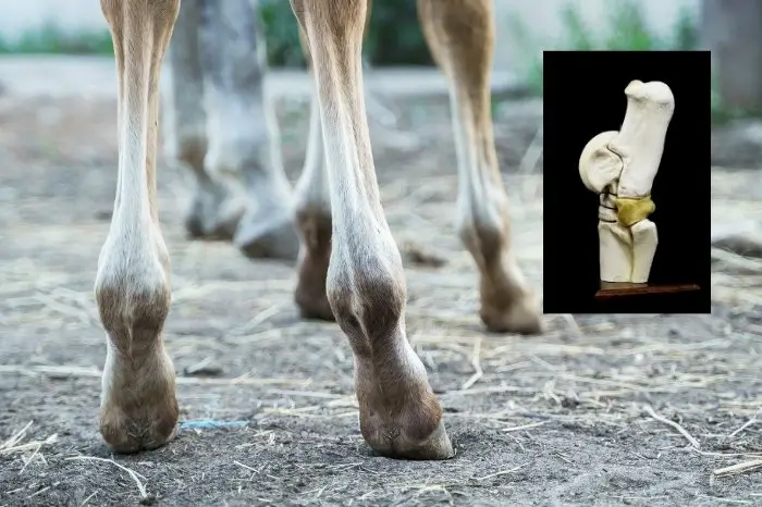 Do Horses Have Knees On Back Legs