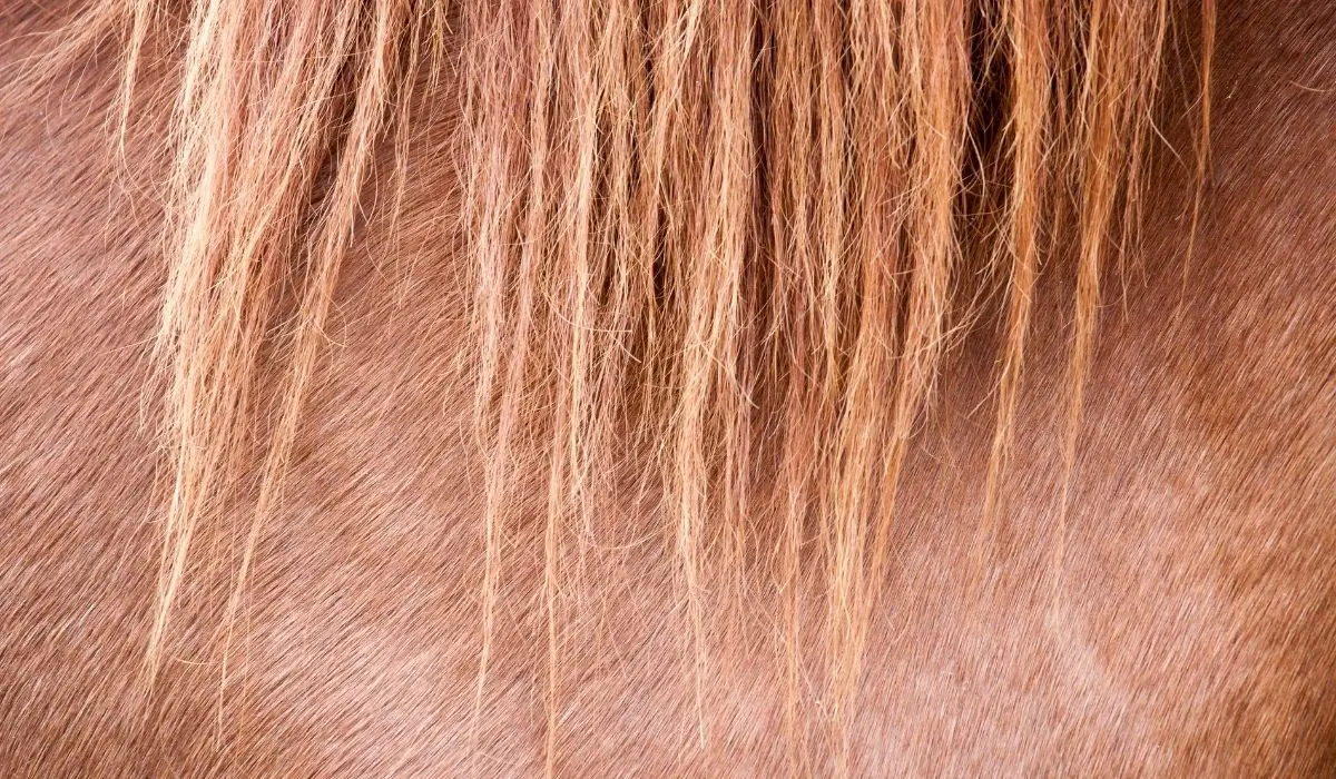 Equine Health Skin Condition Making Horses Turn Red