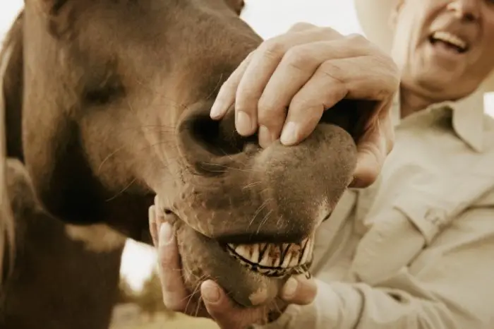 Horse Dentition Explained
