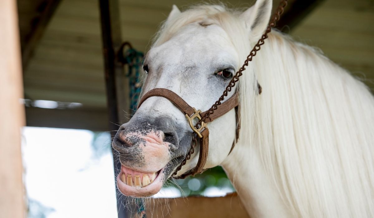 How Do Wild Horses Float Their Teeth