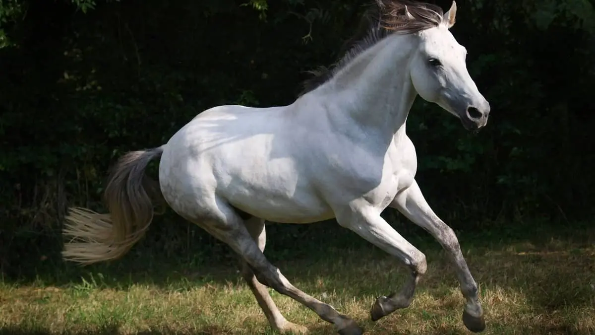 How Long Can A Horse Canter