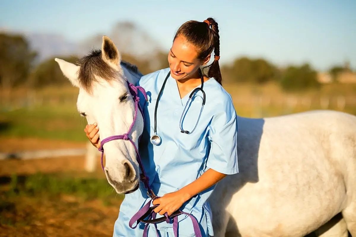 How Much Do Equine Veterinarians Make