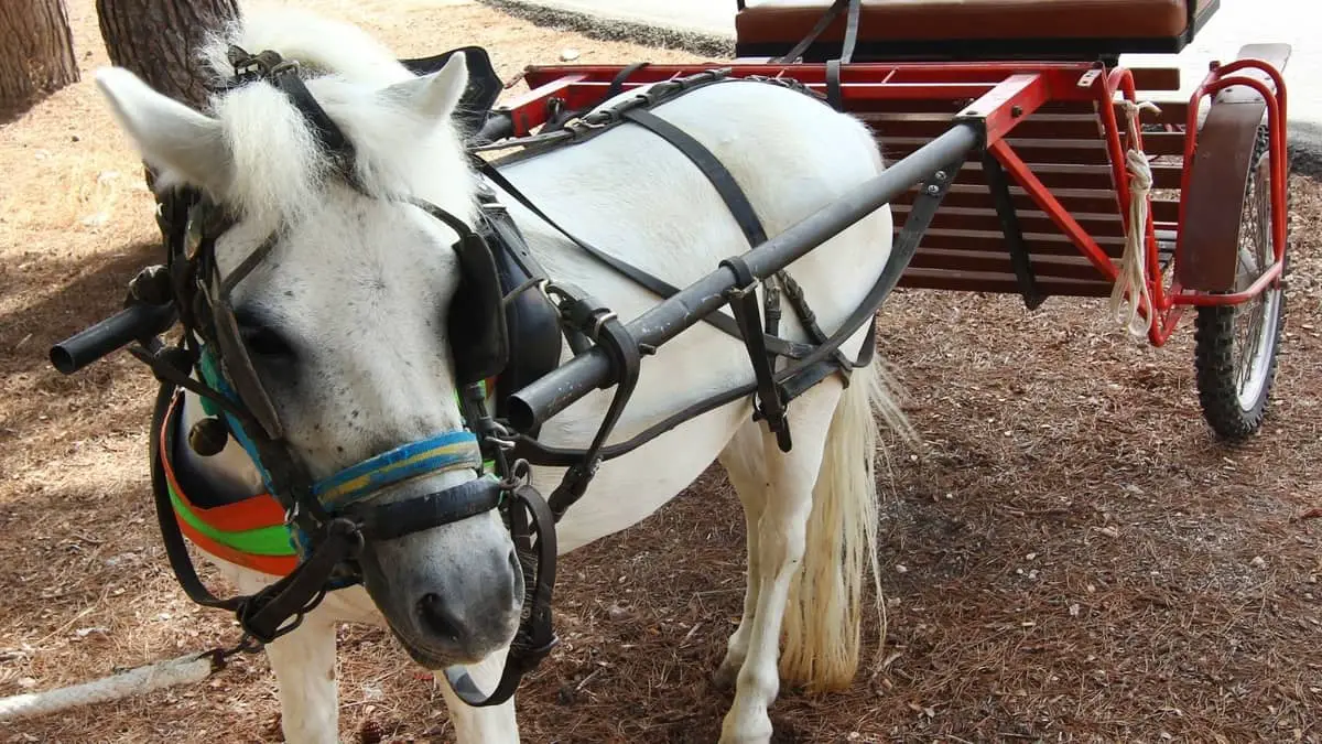 How Much Weight Can A Miniature Horse Pull