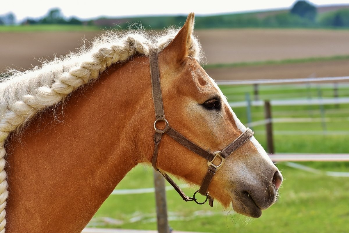 How To Do A Running Braid Mane On Your Horse