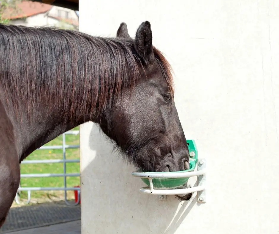 Horse drink. Лошадь пьет воду. Лошадь пьет из автопоилки. Зона питья для лошадей. Лошадь пьет пиво.