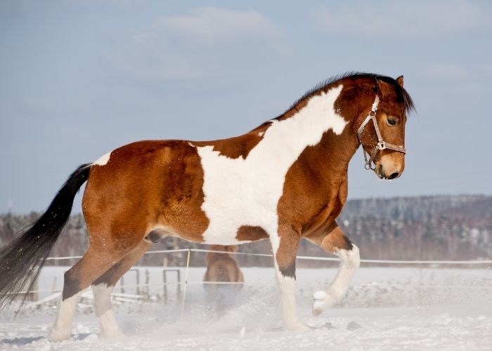 How do I find a good trail horse