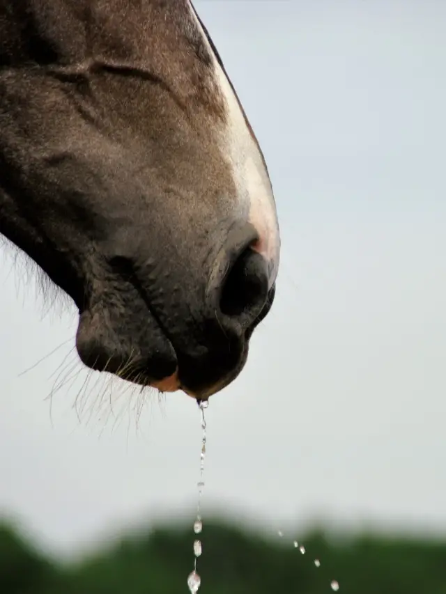 How To Tell If A Horse Is Dehydrated?
