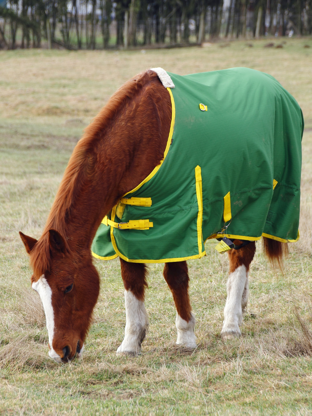 How To Measure A Horse For A Blanket?