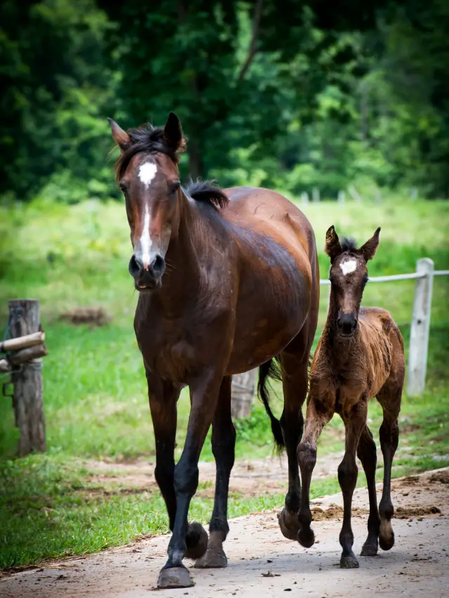 How Horses Have Babies?