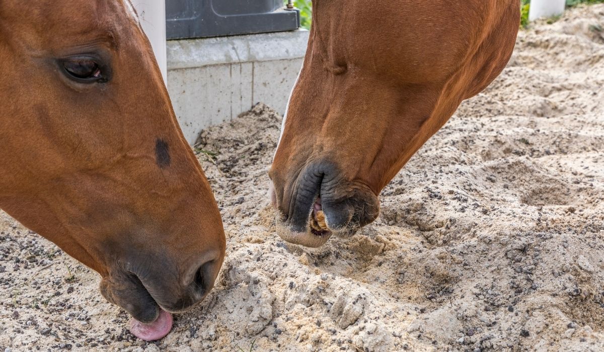 Loose Minerals For Horses - Are They Necessary