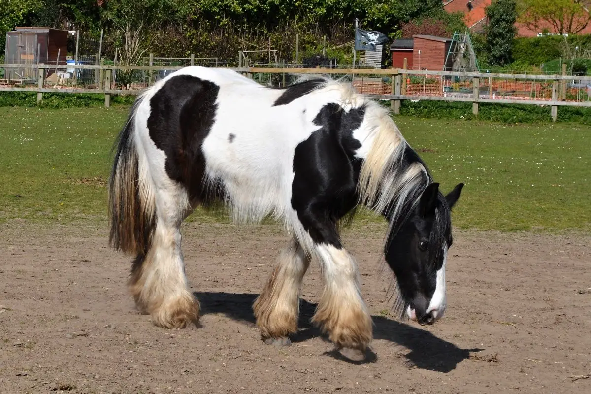 Top 3 Best Black And White Horse Breeds