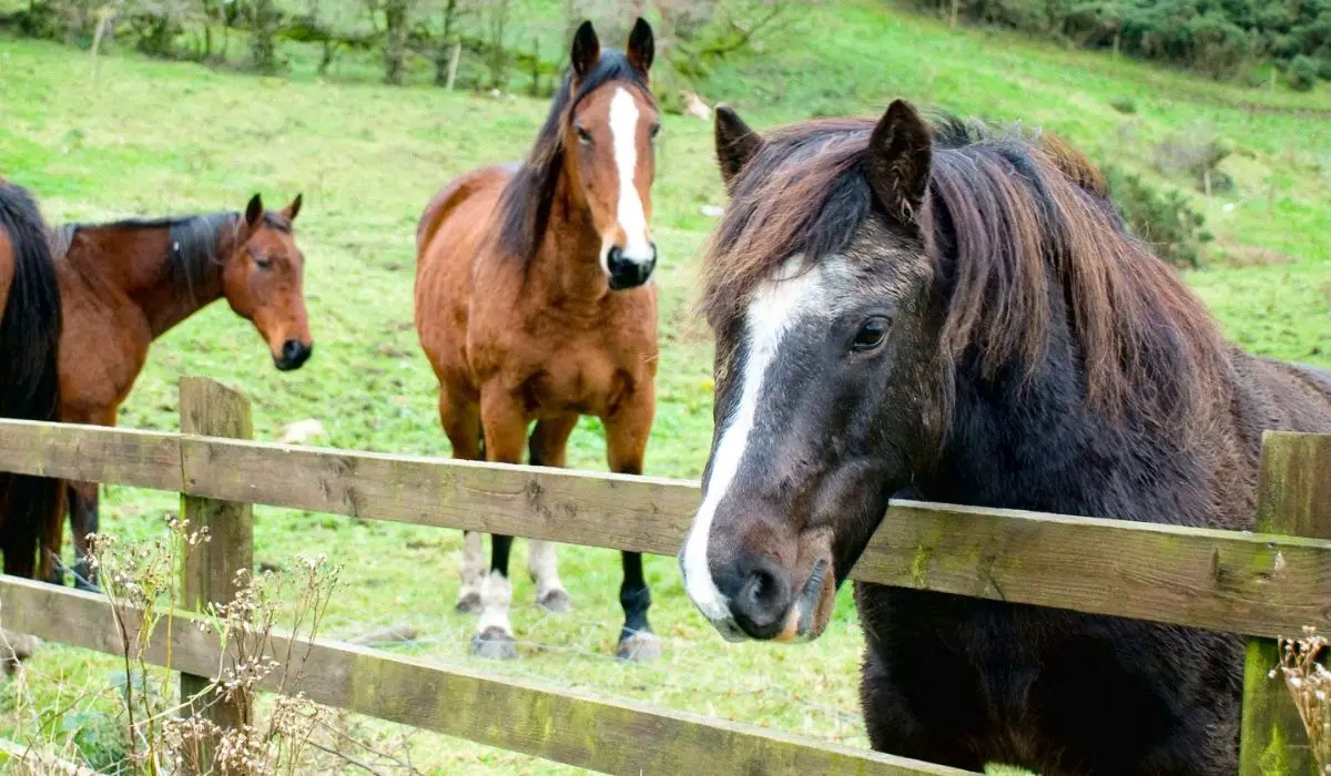 Top 3 Famous Irish Horse Breeds Revealed