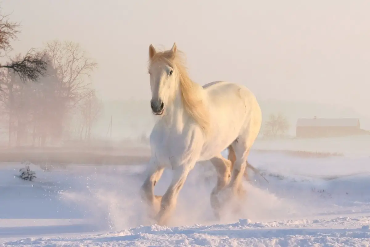 Top 5 White Horse Breeds