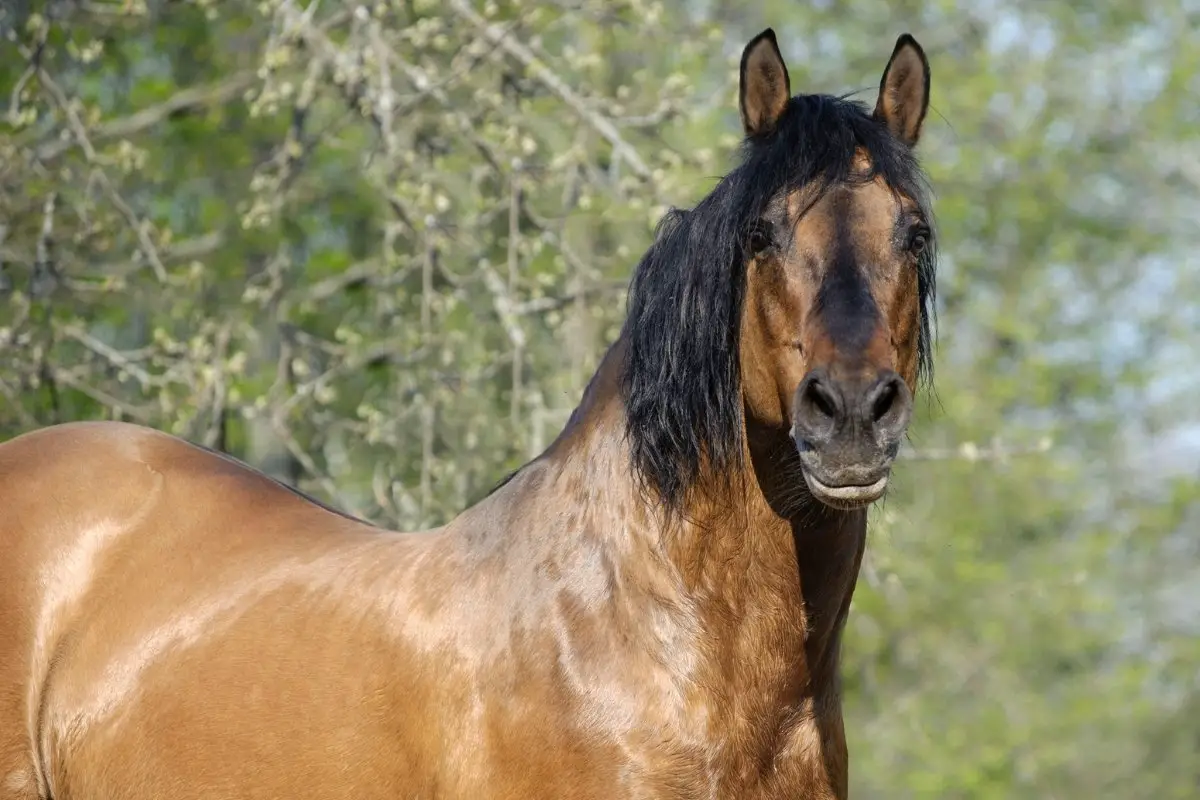Types Of Roan Horses And Colors Explained