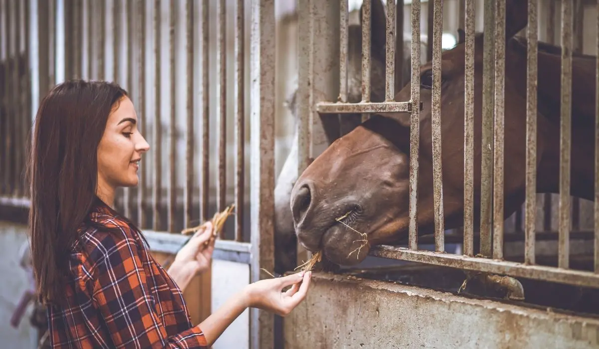 What Can Horses Eat A List Of Favorite Horse Treats