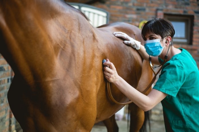 What Causes Respiratory Problems In Horses
