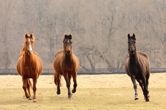 What Color Are Thoroughbred Horses