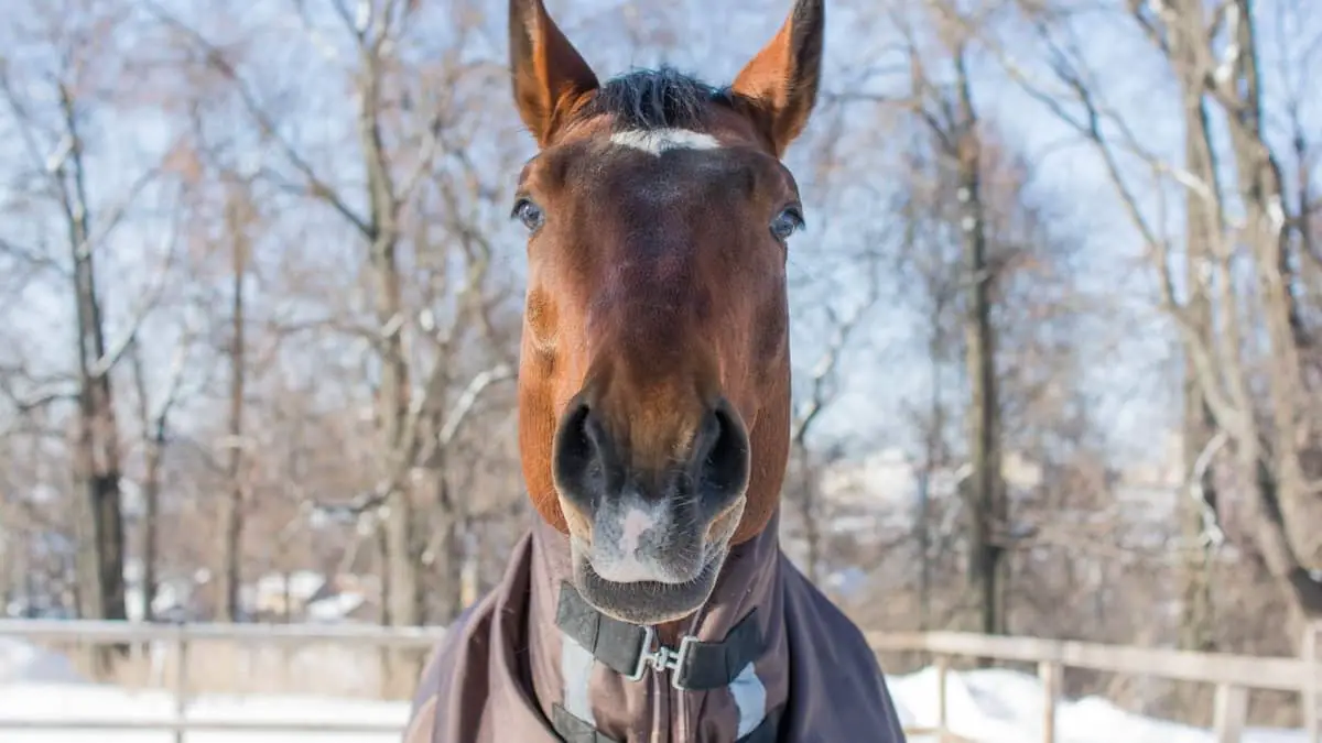 What Happens When A Horse Gets Too Cold