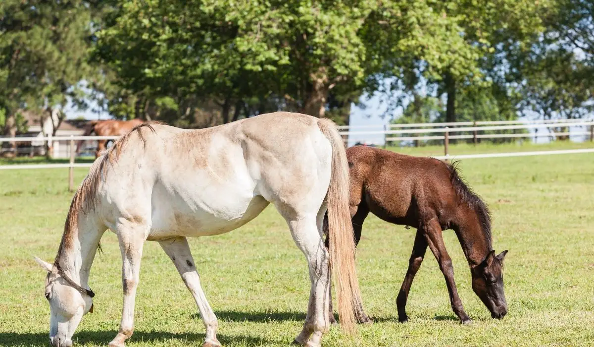 What Is The Difference Between A Colt And A Foal