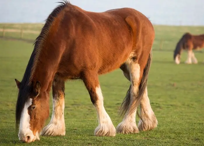 What is the heaviest horse breed