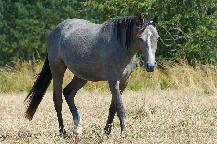 Why Do Some Horses Turn Grey