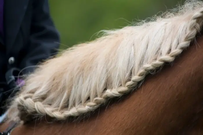 Why Use A Running Braid On Your Horse