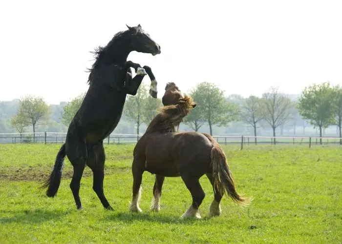 best jumping horses