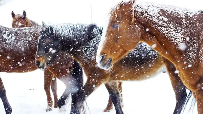 can horses get colds