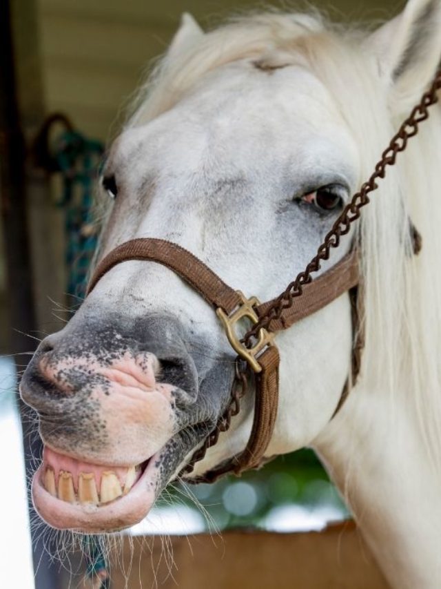 How Do Wild Horses Float Their Teeth?