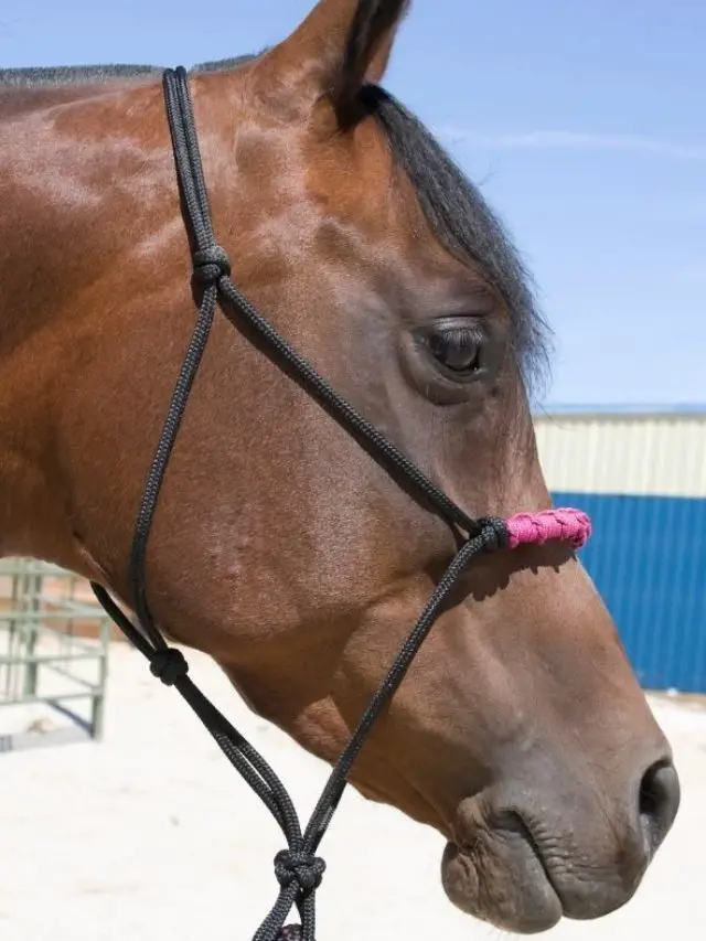 How Do You Tie A Rope Halter?
