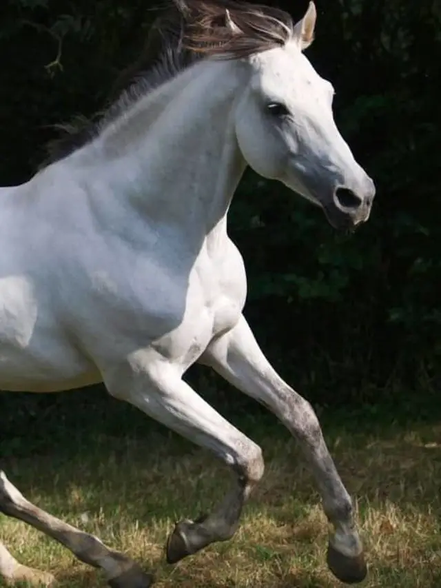 How Long Can A Horse Canter?