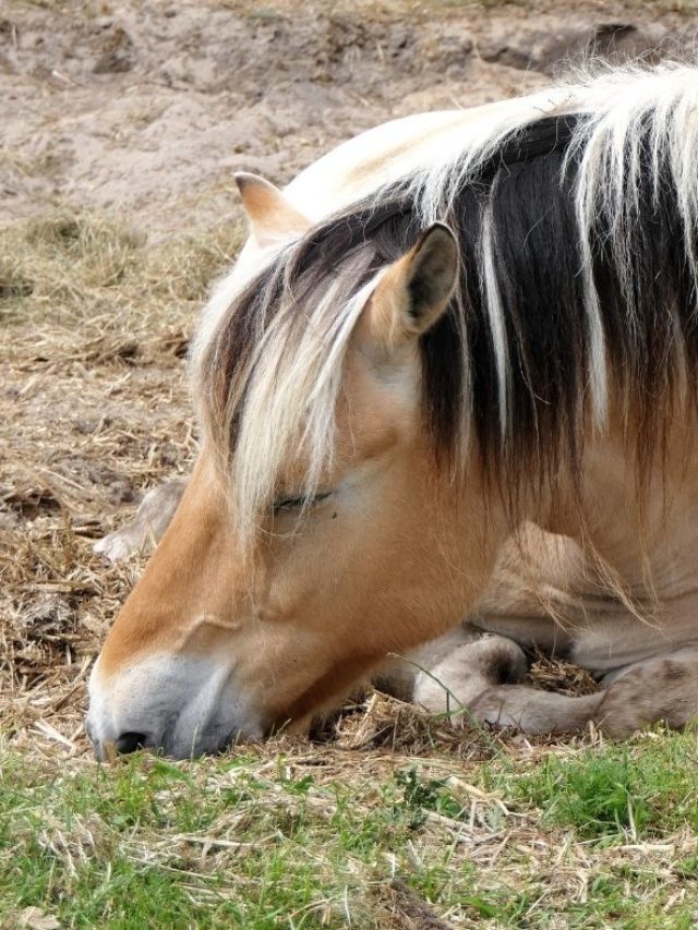 How Much Sleep Does A Horse Need?